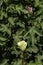 Delicate pale yellow cotton flower among green foliage