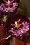 Delicate pansy orchid called Miltonia flower blooms