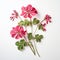 Delicate Paper Cutouts: A Hyperrealistic Composition Of Pink Geranium On White Surface