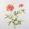 Delicate Paper Cutouts Hyperrealistic Zinnias In Graceful Balance