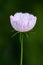 Delicate pastel pink cup shaped flower highlighted against a dark green background