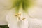 Delicate patterns of petals and polen structures in a macro photography of a white lily flower