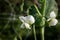 Delicate pea blossoms covered in a heavy blanket of dew drops, selective focus organic natural farming