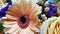 Delicate peach gerbera with rose flower in the package