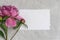 Delicate peony flower and bud with a leaf for text. Holiday card.