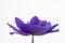 Delicate petals of a blue Anemone coronaria De Caen `Mr Fokker`