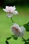 Delicate petals of pink roses on bush in garden, each covered with drops of early morning rain