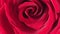 Delicate petals of a red and maroon rose close up in motion