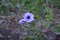 Delicate petunia flower in city yard. Beautiful blooming plant in overcast day.