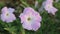 Delicate petunia flowers in a floral background