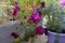 Delicate petunia flowers in small garden on the balcony