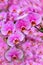Delicate phalaenopsis blume pink orchids in full bloom