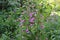 Delicate pink bells bloom in the summer garden