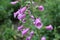 Delicate pink bells bloom in the summer garden