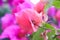Delicate pink bougainvillea against blurred background - selective focus