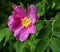 delicate pink bright rosehip flower with raindrops