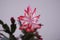 Delicate pink cactus flower. Schlumbergera Christmas cactus with pink flower. Cute succulent plant.