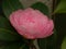 Delicate Pink Camellia Flower