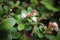 Delicate pink and cream flowers on cranberry plants