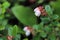 Delicate pink and cream flowers on cranberry plants