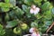 Delicate pink and cream flowers on cranberry plants