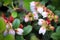 Delicate pink and cream flowers on cranberry plants