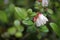 Delicate pink and cream flowers on lingonberry plants