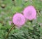 Delicate pink dandelions clung to each other