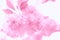 Delicate pink floral background