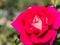 Delicate pink flower crimson roses