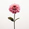 Delicate Pink Flower: Hyperrealistic Illustrations, Paper Cutouts, Metal Sculptures