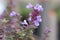 Delicate pink flowers bloom on a catmint plant