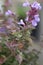 Delicate pink flowers bloom on a catmint plant