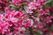 Delicate pink flowers of blooming apple tree