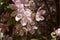 Delicate pink flowers of blooming decorative apple tree