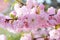 Delicate pink flowers of blossoming Japanese cherry in the spring garden. Blossoming sakura