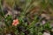 Delicate pink flowers. limestone quarry, in the family Gentianaceae. Healing pink Common Centaury flower