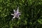 Delicate pink flowers of Naked ladies Colchicum closeup. Blooming flowers.