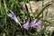 Delicate pink flowers of Naked ladies Colchicum closeup. Blooming flowers.