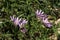 Delicate pink flowers of Naked ladies Colchicum closeup. Blooming flowers.