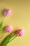 Delicate pink flowers on a yellow background. Tulips are a symbol of tenderness, spring and love