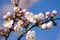 Delicate pink flowers of a young apricot on a branch against a blue sky