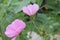 THESE DELICATE PINK FLOWERWERE ON A PATH I WAS FOLOWING