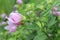 Delicate pink forest flower on green background