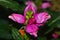 Delicate pink Foxglove flower buds