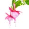 Delicate pink fuchsia of an unusual form is isolated on the whit