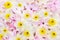 Delicate pink hyacinth and daffodils blooming spring flowers festive background