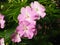 Delicate pink impatiens flowers with green leaves and buds