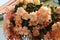 Delicate pink peach begonia flowers hang from a flower pot