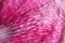 Delicate pink peony petal, macro, close up. (Paeonia)